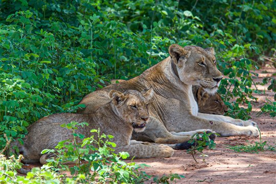 Lions relaxing on the roadside, Uganda