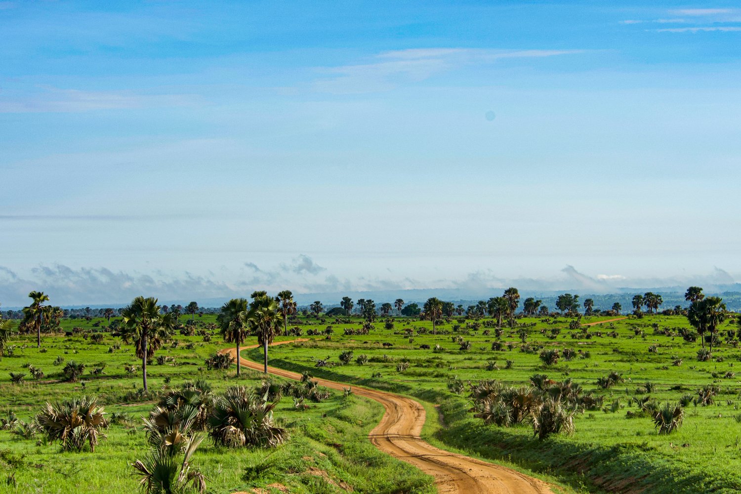 Borassus-Palms-Murchison-Falls-Savannah-Game-Drive-Uganda