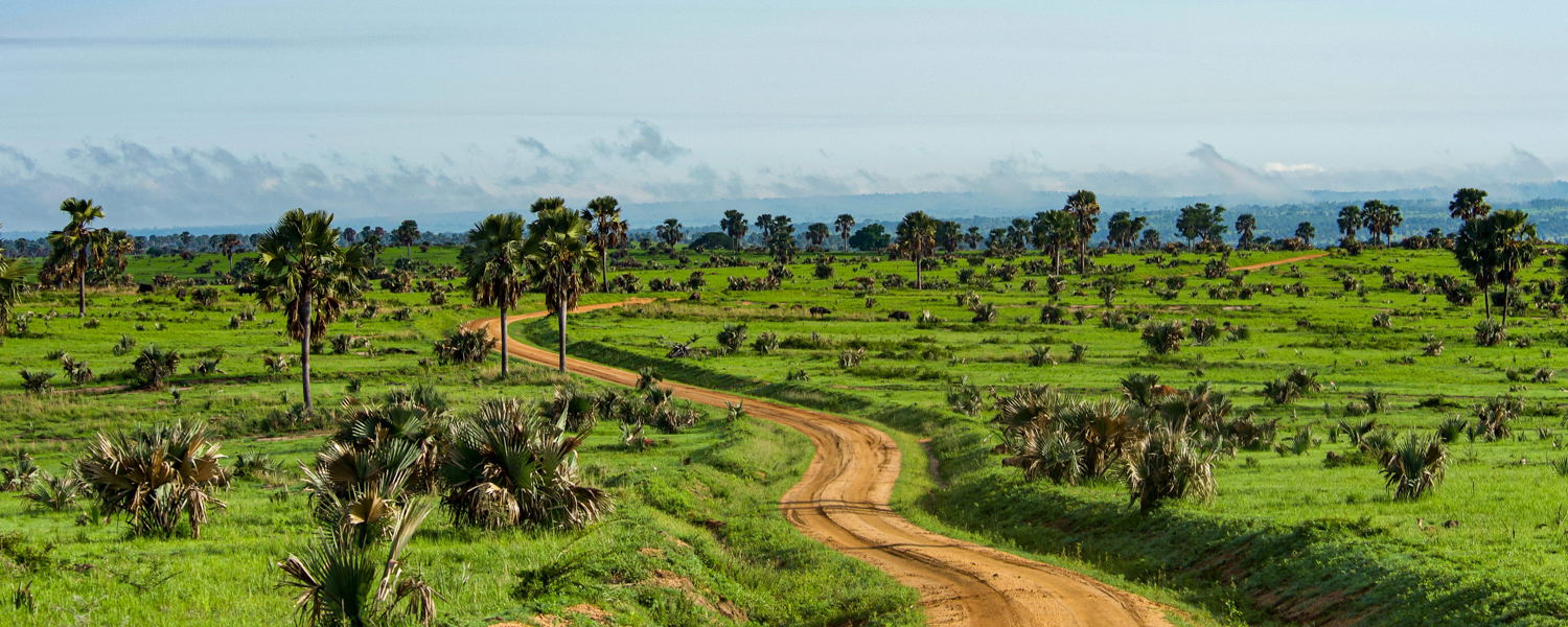 Borassus-Palms-Murchison-Falls-Savannah-Game-Drive-Uganda