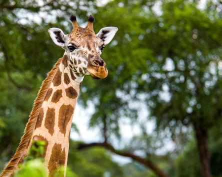 Primates & Savannah Wilds