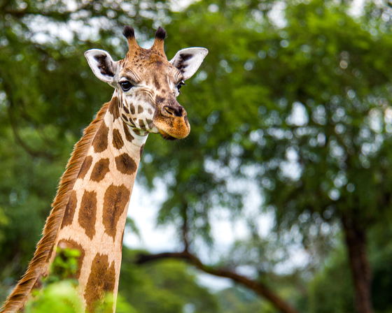 Primates & Savannah Wilds