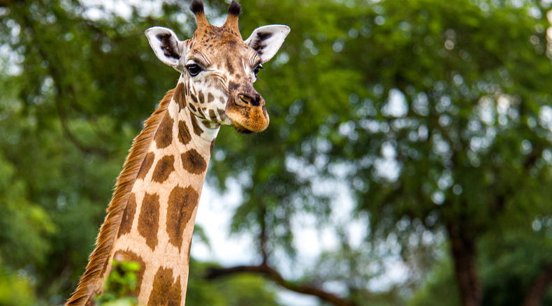 Giraffe in Murchison Falls National Park Giraffe in Murchison Falls National Park