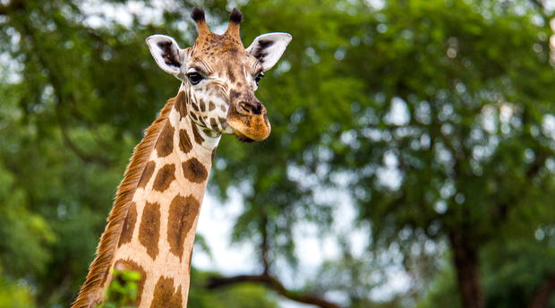 Giraffe in Murchison Falls National Park Giraffe in Murchison Falls National Park