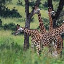 Giraffes in Murchison Falls National Park, Uganda 