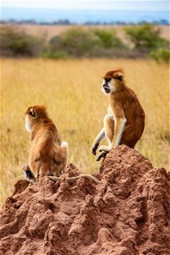 Patas monkeys looking across the savannah from a termite mound, Uganda