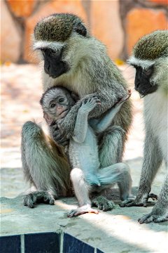 Vervet monkeys, Uganda