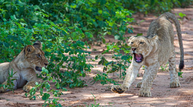 Lion Cub in Murchison Falls National Park, Uganda Lion Cub in Murchison Falls National Park, Uganda