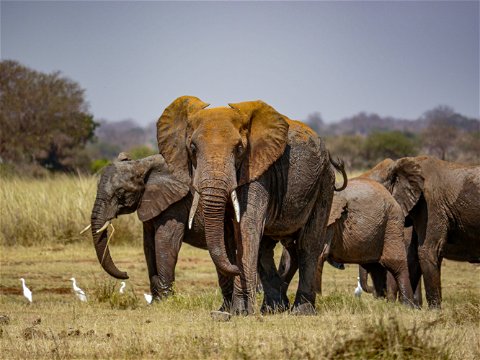 An elephant herd roaming on Uganda's savannah plains.