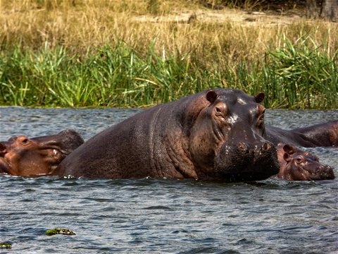 Hippos cooling off from the heat of the day, Uganda