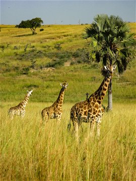 Giraffes on the look out at Murchison Falls National Park, Uganda