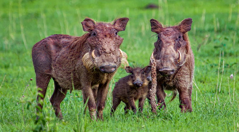 A warthog family in Murchison Falls National Park, Uganda A warthog family in Murchison Falls National Park, Uganda