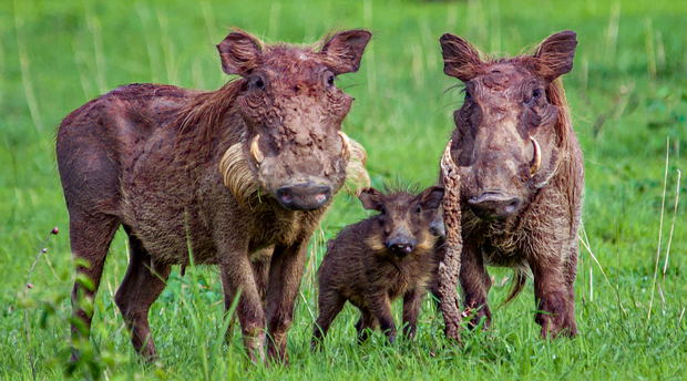 A warthog family in Murchison Falls National Park, Uganda A warthog family in Murchison Falls National Park, Uganda