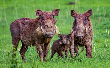 A warthog family in Murchison Falls National Park, Uganda