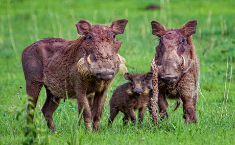 A warthog family in Murchison Falls National Park, Uganda A warthog family in Murchison Falls National Park, Uganda