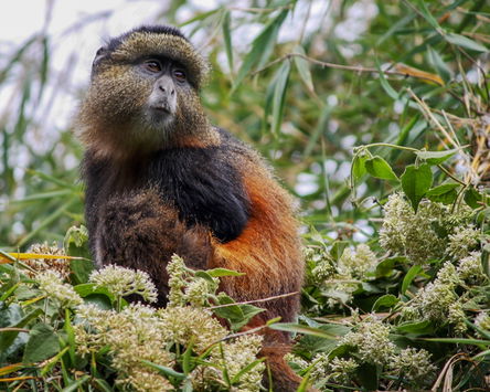 Gorillas, Chimps & Monkeys