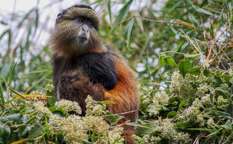 A Golden Monkey in Mgahinga Gorilla NP A Golden Monkey in Mgahinga Gorilla NP