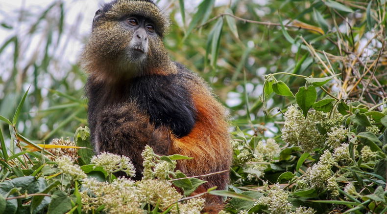 A Golden Monkey in Mgahinga Gorilla NP