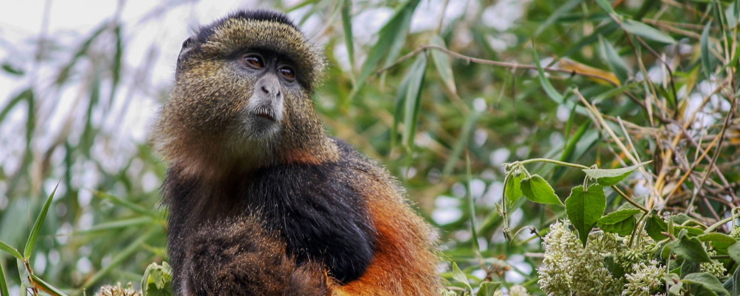 A Golden Monkey in Mgahinga Gorilla NP
