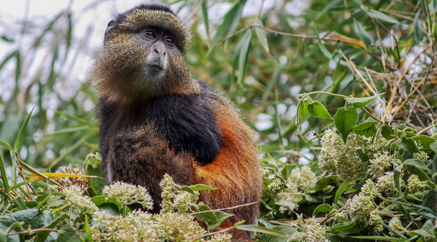 A Golden Monkey in Mgahinga Gorilla NP A Golden Monkey in Mgahinga Gorilla NP