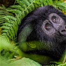 A rare mountain gorilla in Bwindi Impenetrable National Park, Uganda