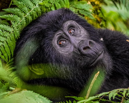 Gorillas In The Mist