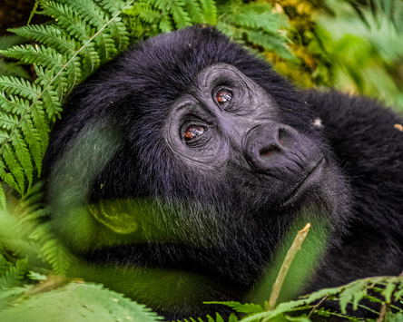 Gorillas In The Mist
