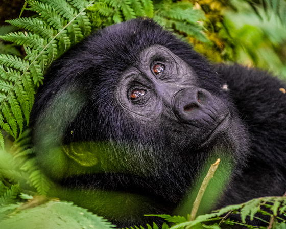 Gorillas In The Mist