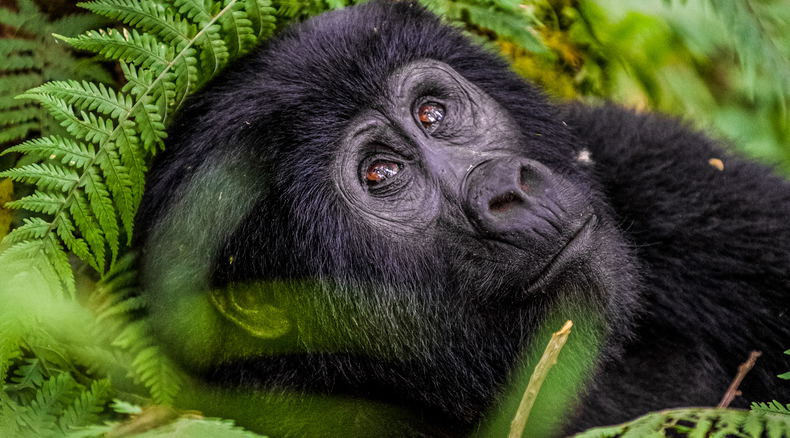 A rare mountain gorilla in Bwindi Impenetrable National Park, Uganda A rare mountain gorilla in Bwindi Impenetrable National Park, Uganda