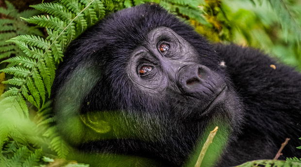 A rare mountain gorilla in Bwindi Impenetrable National Park, Uganda A rare mountain gorilla in Bwindi Impenetrable National Park, Uganda
