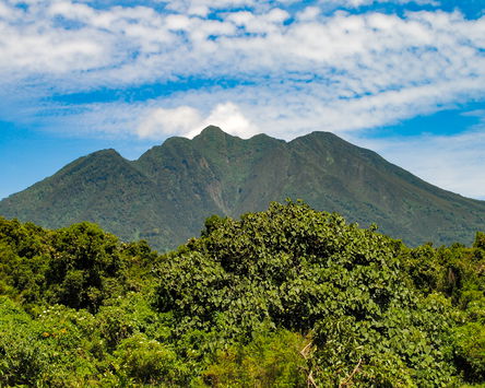 Gorillas, Monkeys & Volcanoes 