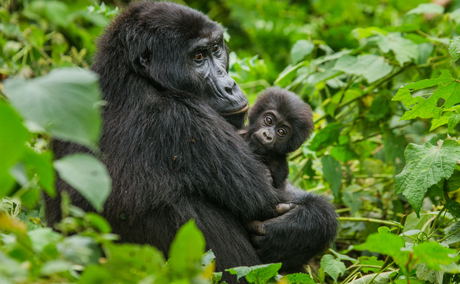 Mother and baby mountain gorillas spotted on a gorilla trekking trip in Bwindi Impenetrable National Park