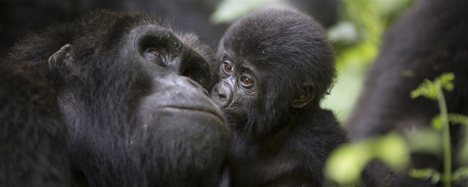 Mountain gorilla mother & baby, Bwindi Impenetrable National Park, Uganda