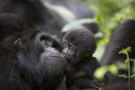 Mountain gorilla mother & baby, Bwindi Impenetrable National Park, Uganda