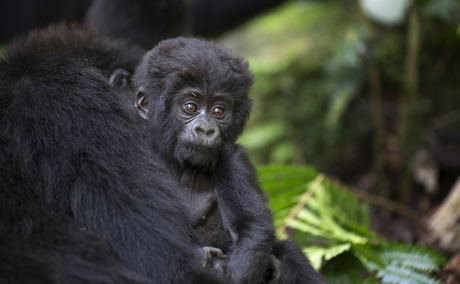 Mountain gorilla baby, Bwindi Impenetrable National Park, Uganda