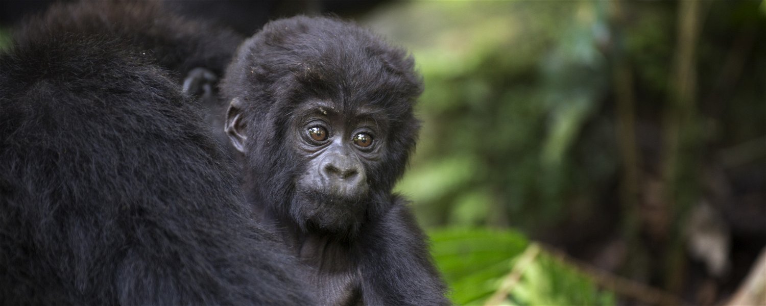 Mountain gorilla baby, Bwindi Impenetrable National Park, Uganda