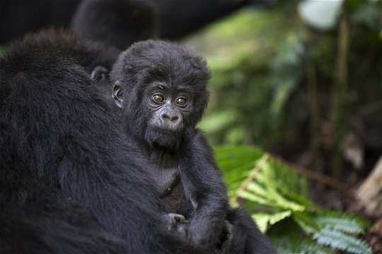 Mountain gorilla baby, Bwindi Impenetrable National Park, Uganda