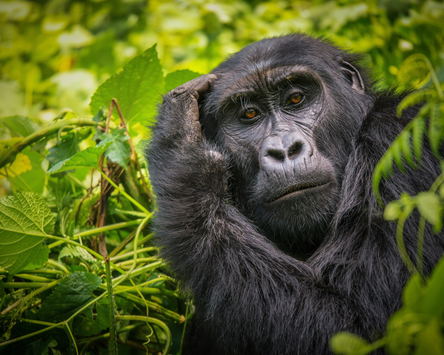 Gorilla Forest Hideaway