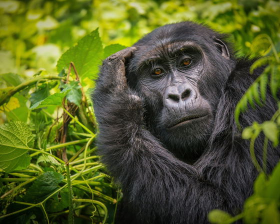 Gorilla Forest Hideaway