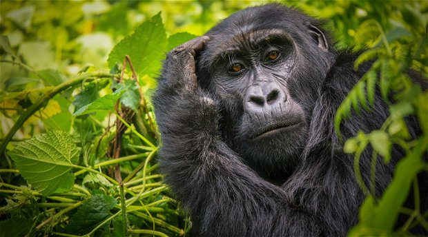 Mountain gorilla in Bwindi Impenetrable National Park, Uganda