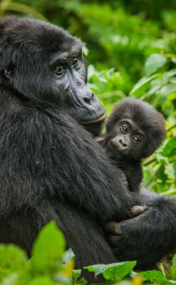 On our Uganda flying safaris we take you gorilla trekking in Bwindi National Park, Uganda