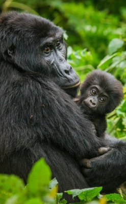 On our Uganda flying safaris we take you gorilla trekking in Bwindi National Park, Uganda