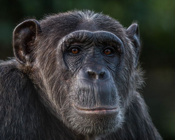 Chimpanzee Tracking Safari