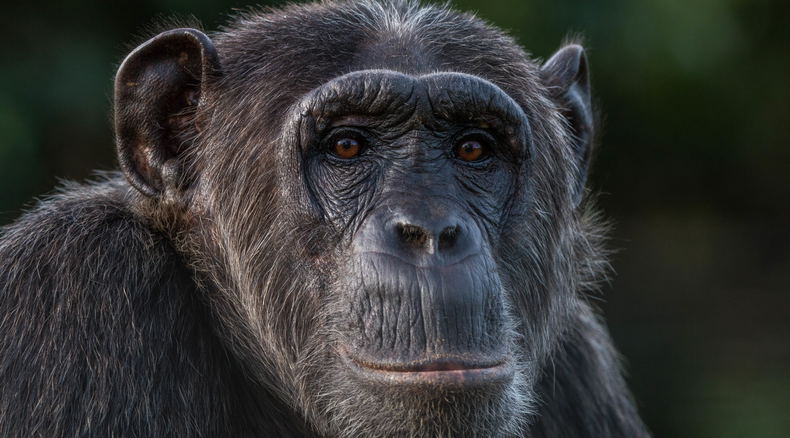 A Chimpanzee in Kibale National Park Uganda A Chimpanzee in Kibale National Park Uganda
