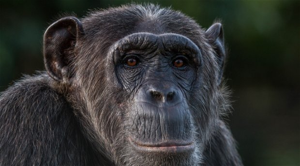 A Chimpanzee in Kibale National Park Uganda A Chimpanzee in Kibale National Park Uganda