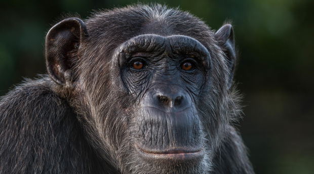 A Chimpanzee in Kibale National Park Uganda A Chimpanzee in Kibale National Park Uganda