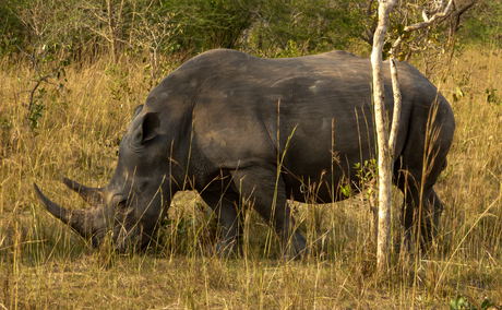 A rhino grazing at Ziwa Rhino Sanctuary in Uganda A rhino grazing at Ziwa Rhino Sanctuary in Uganda