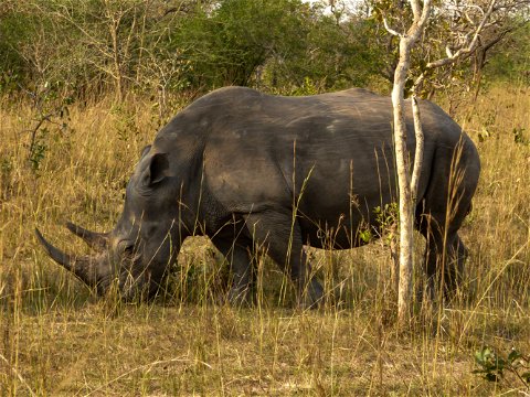 A rhino grazing at Ziwa Rhino Sanctuary in Uganda