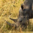 A southern white rhino in Uganda 