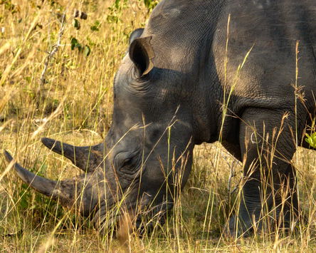 The Big Seven In 7 Days