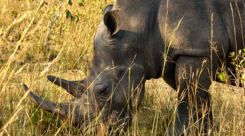 A southern white rhino in Uganda A southern white rhino in Uganda